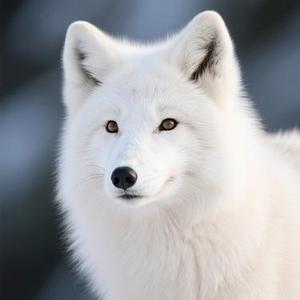 白狐 (Cover 洋澜一)