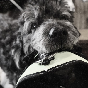 I Will Follow You into the Dark