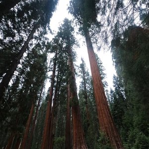 Hume Lake