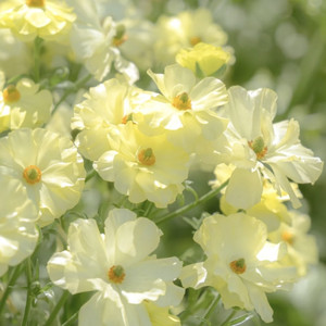 办公室的暗恋心事