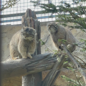 Free Steps ~Dedicated to Lef~