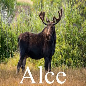 Alce