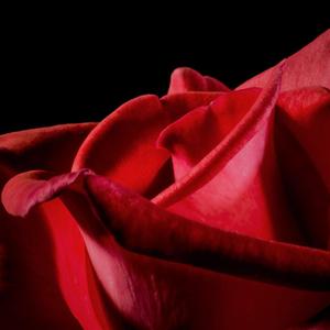 Shulie (feat. Polina Chornaya)