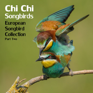 Eurasian nuthatch (Sitta europaea)