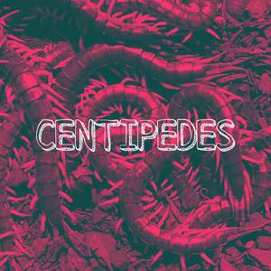 Centipedes