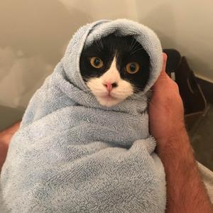 FreeBurritoCat!