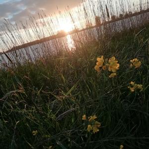 I Found Home (Yoga files)