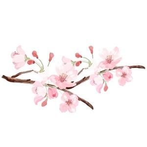 樱花灿漫 · 青玉案（词诵版）