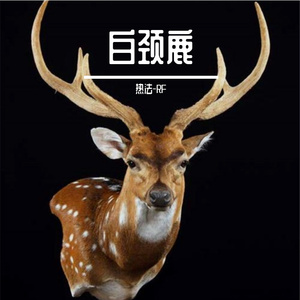 白颈鹿（Prod.by URBOIWHELAN）