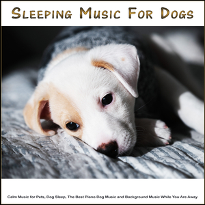 The Best Music for Pets