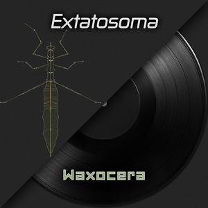 Extatosoma (Spiny Leaf Insects)