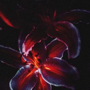 Lily