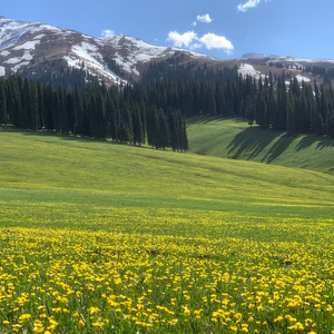 （已售出）我们仍未知道那天所看见的花的名字