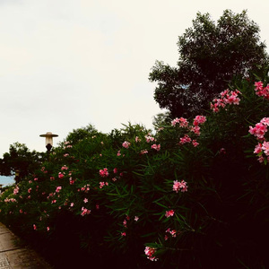 Nerium (chill x rnb beat)