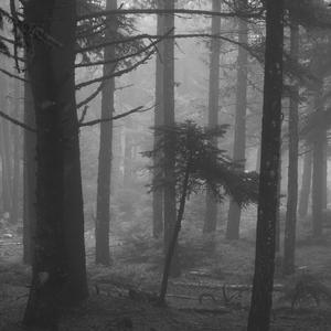 Forest on Moon/月球森林