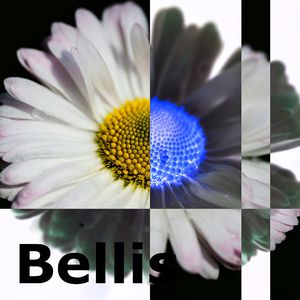 Bellis