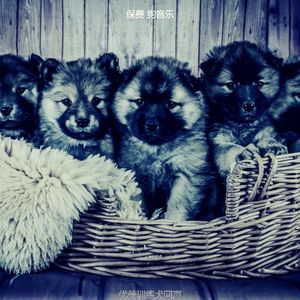 精彩孤独的狗环境