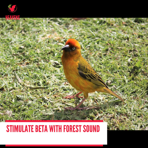 Blue Feathered Birds