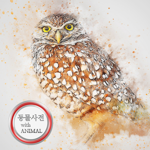 크리스마스의 영웅