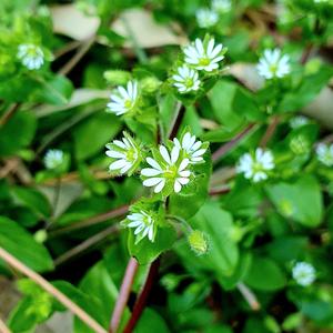 별꽃 (Stellaria media)