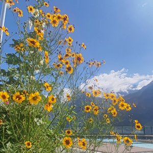 相会德热莫-大海（ANU）-547845890-2000.flac