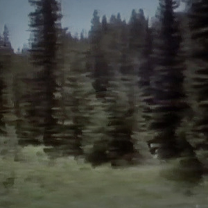 emerge from the snow