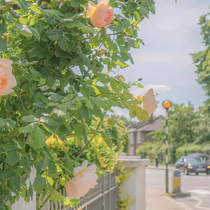 ＊⸜戀愛難題＊☆(prod by Royaboi)