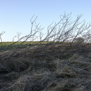 Scrubland