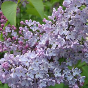 Himalayan Lilac