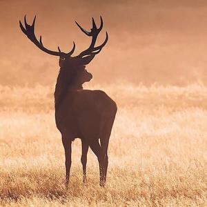 去追一只鹿（翻自 小时姑娘）