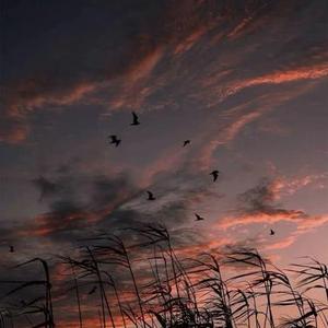 大雪又起你不在