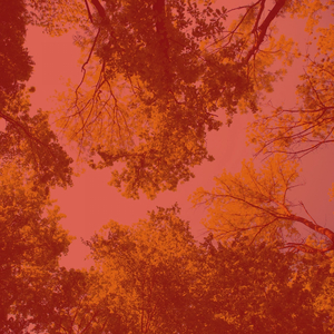 Paradise Like Music for Calming Moments