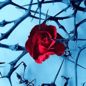 墓园玫瑰（prod 10Ri）