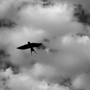 Dear Mom - 哈市贝利