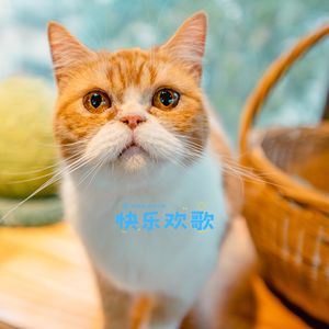 快乐欢歌 (猫舍音乐)