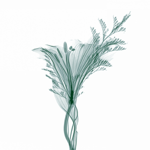 Fertilize