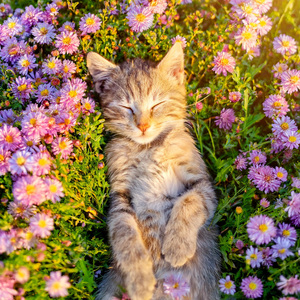 Melodía Pacífica De Patitas