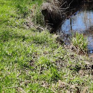 Forte (Piano Adatto)