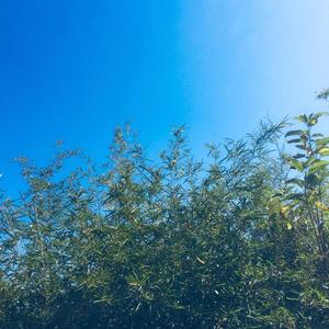 写给悲伤之人的信