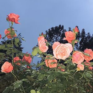 离别开出花(DJ弹鼓版)