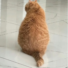 夏雨荷你好大的口气