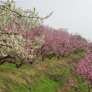 桃花在哪里 (Inst.)