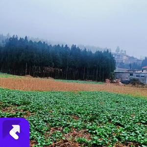 哥想阿妹眼泪落 (现场)