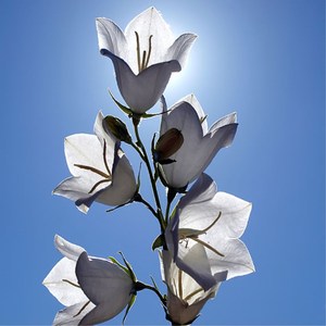 白色桔梗花