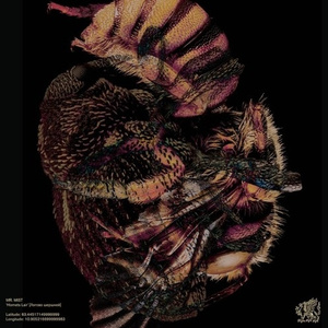 THE ANARCHIST (Prod. VLIVS)