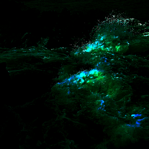 [FREE]海浪在你脑中穿梭