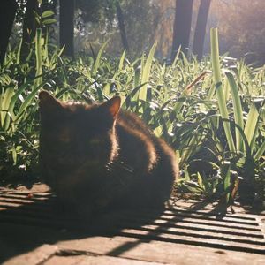 （20买断）带感鼓组合