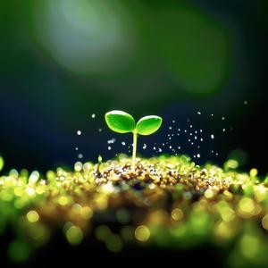 Green&Budding