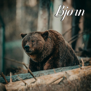Bjørn