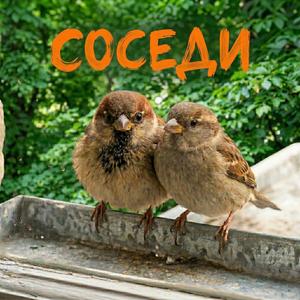 СОСЕДИ